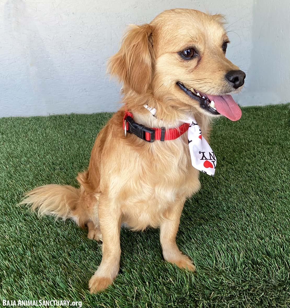 Enlarge Roy, an adopted mixed breed in San Diego, CA image 3/4