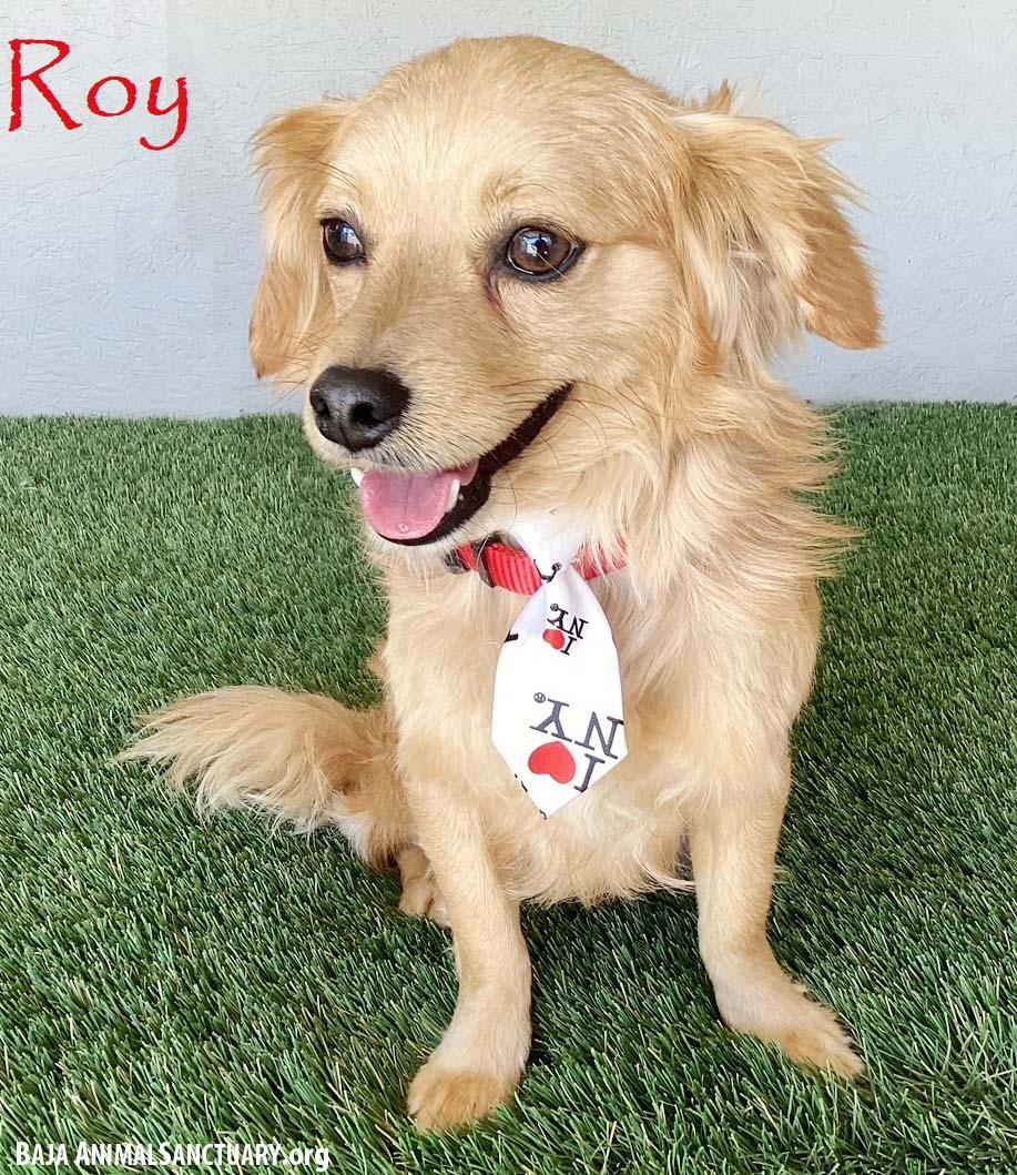 Enlarge Roy, an adopted mixed breed in San Diego, CA image 1/4