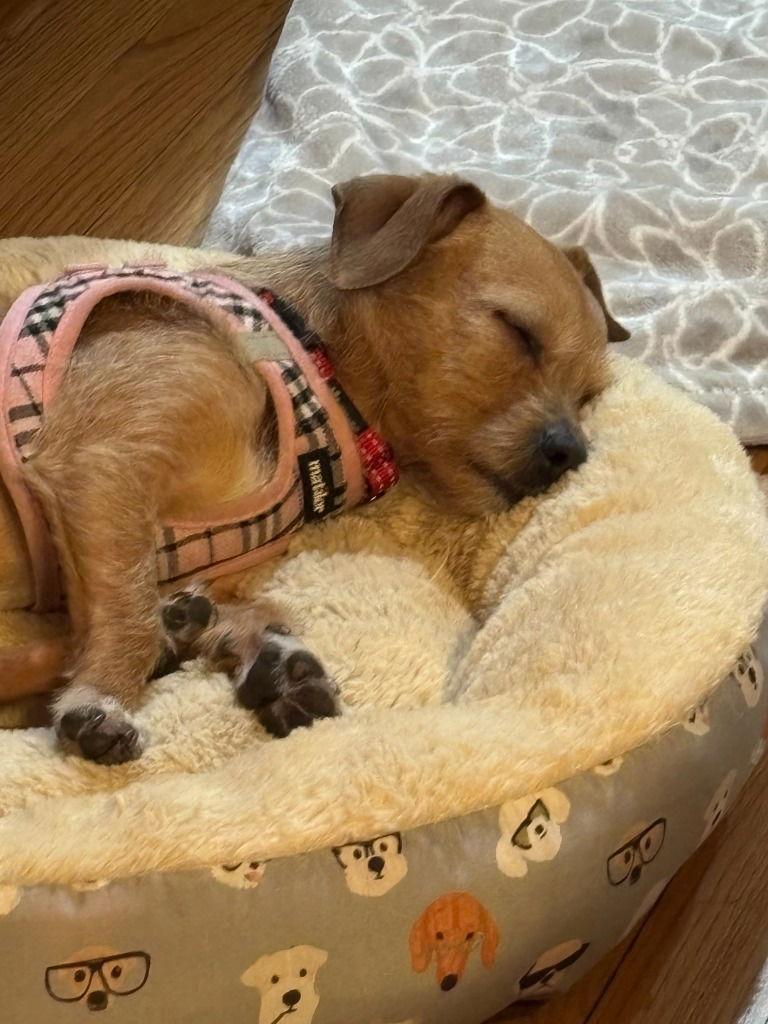 Darla, Adoptable, Young Female Chihuahua & Yorkshire Terrier.