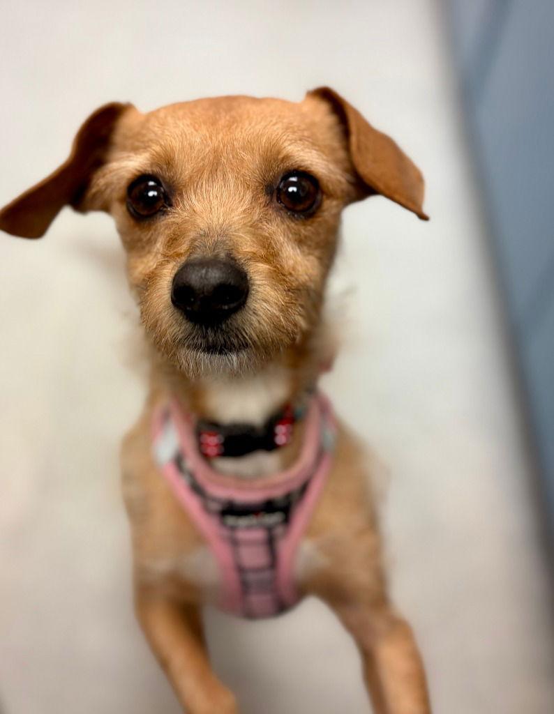 Darla, Adoptable, Young Female Chihuahua & Yorkshire Terrier.