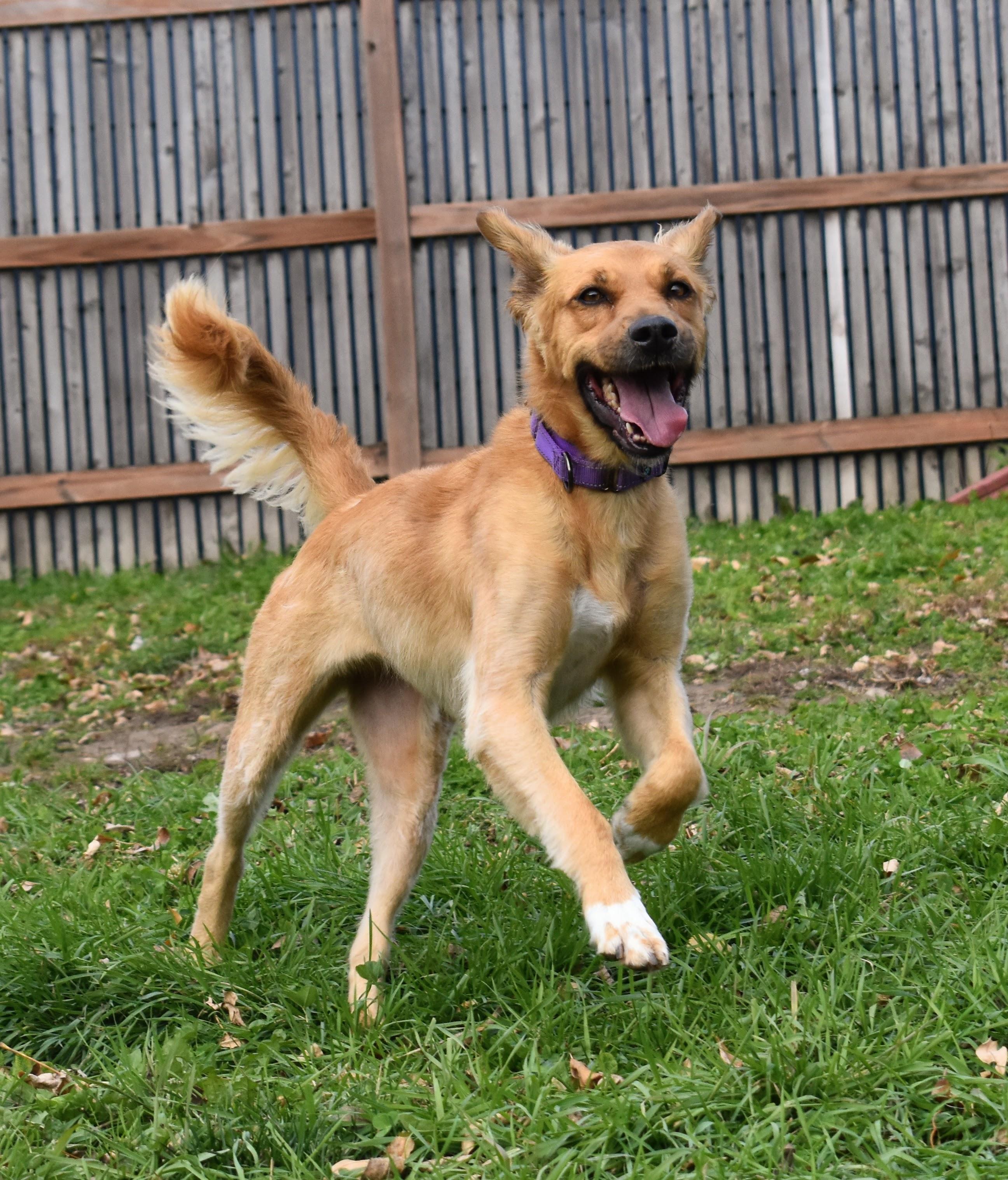Tootsie Pop, ADOPTABLE, Adult Female Retriever.