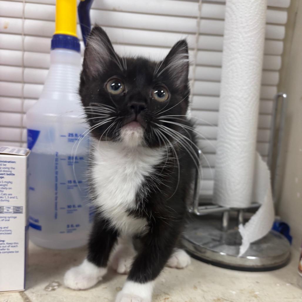 Enlarge Confetti, a Adoptable Domestic Short Hair in Pekin, IL image 1/1