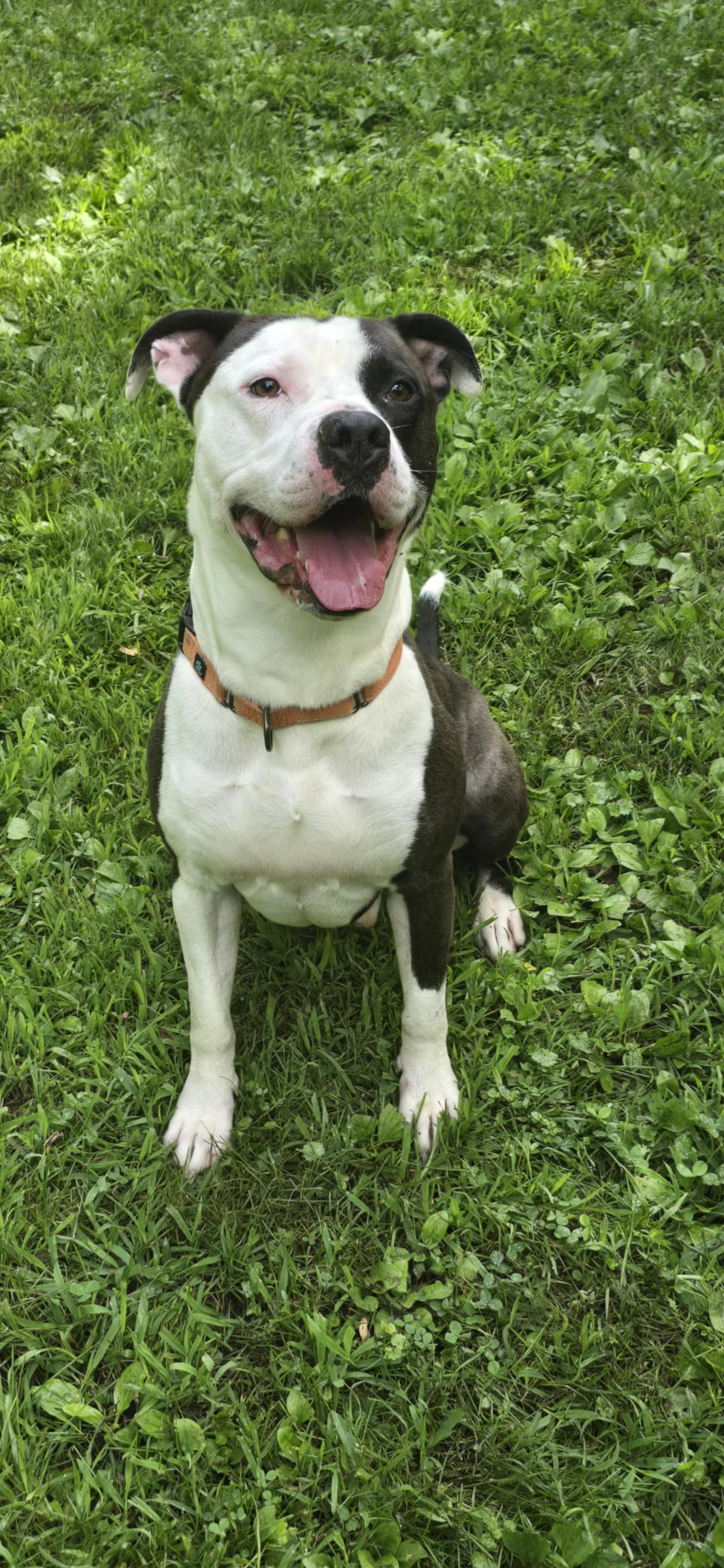 Enlarge Velo, a Adopted mixed breed in Huntingdon, PA image 1/2