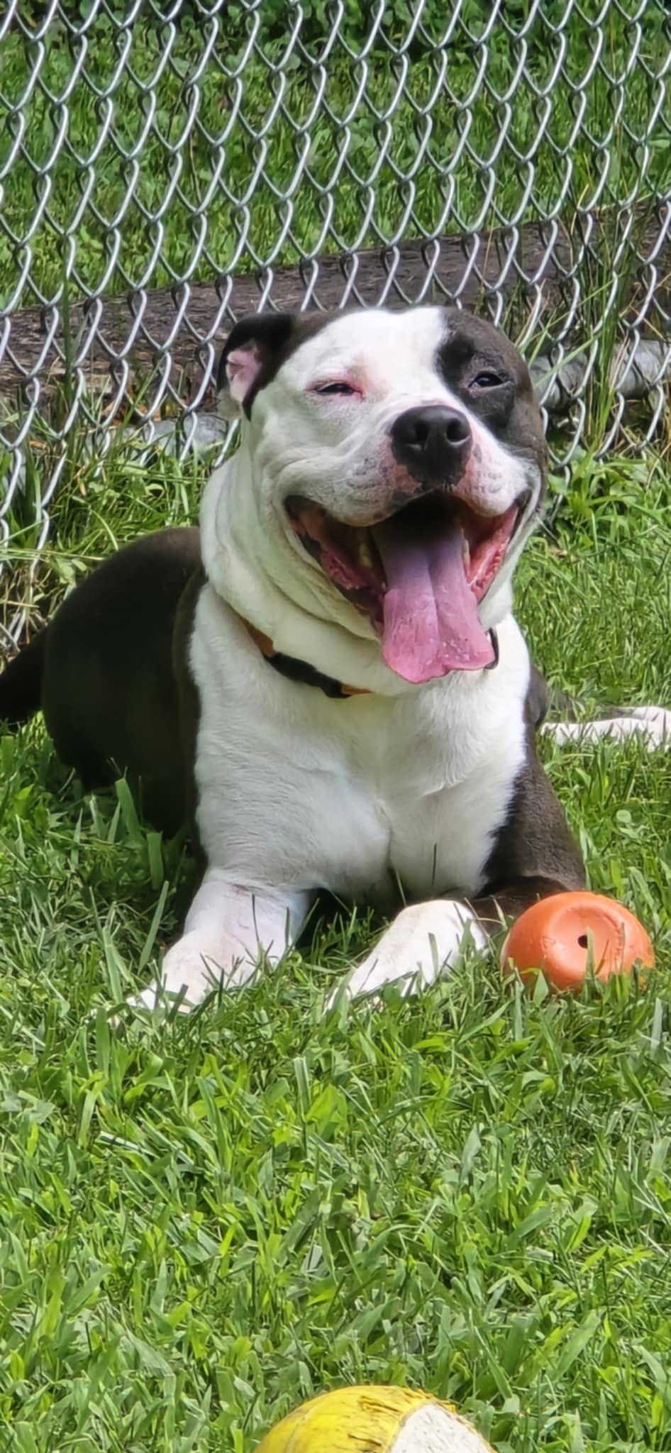 Enlarge Velo, a Adopted mixed breed in Huntingdon, PA image 2/2