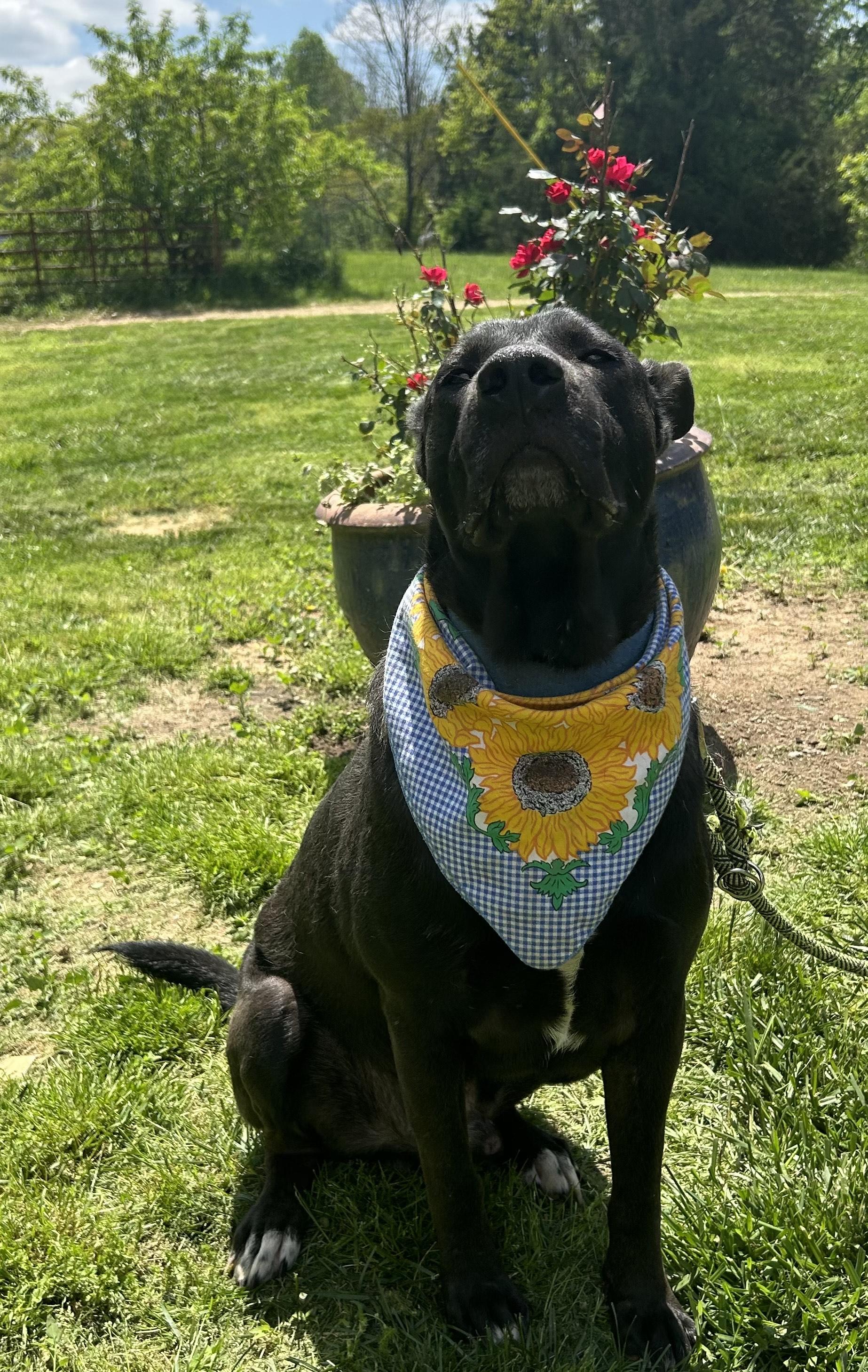 Remi, Adoptable, Adult Male German Shepherd Dog & Black Labrador Retriever.