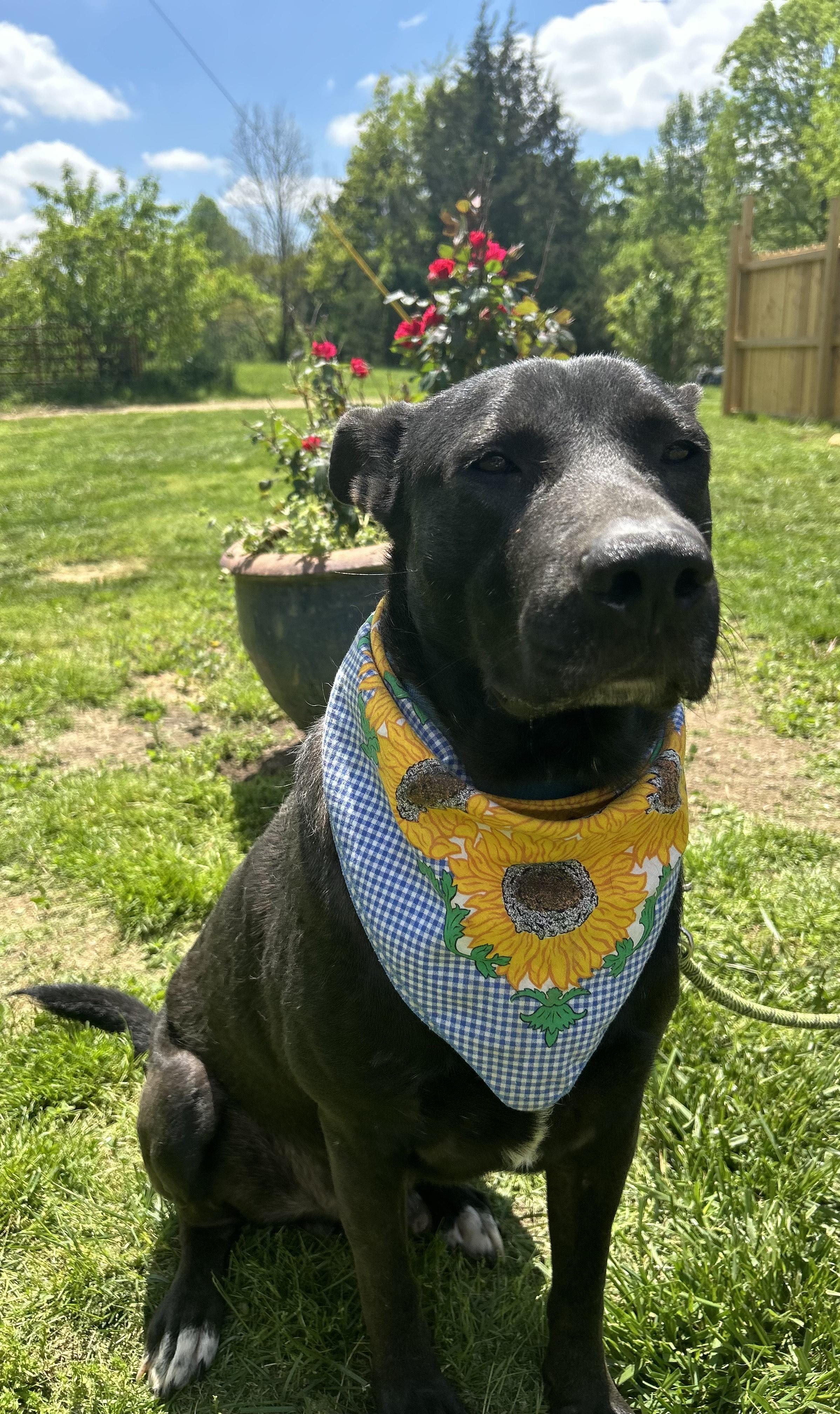 Remi, a Adoptable mixed breed in Scottsville, KY image 3/6