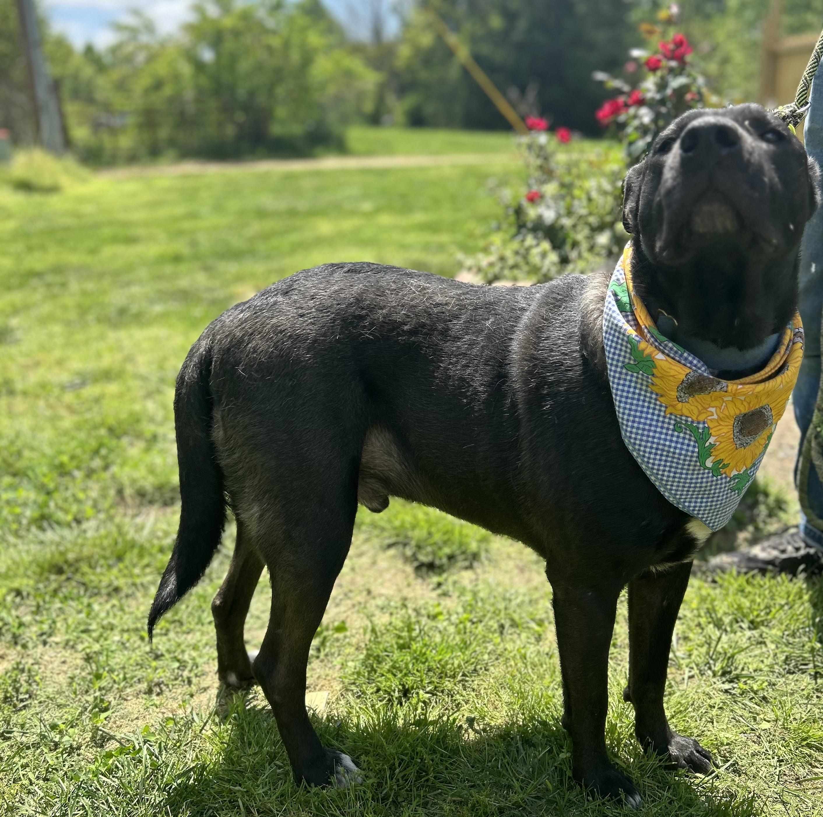 Remi, a Adoptable mixed breed in Scottsville, KY image 6/6