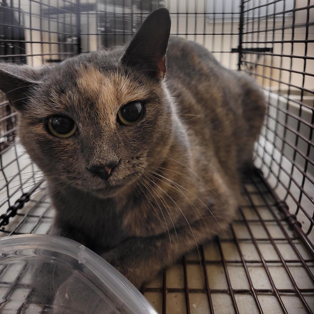 TNVR, Adoptable, Adult Female Domestic Short Hair.