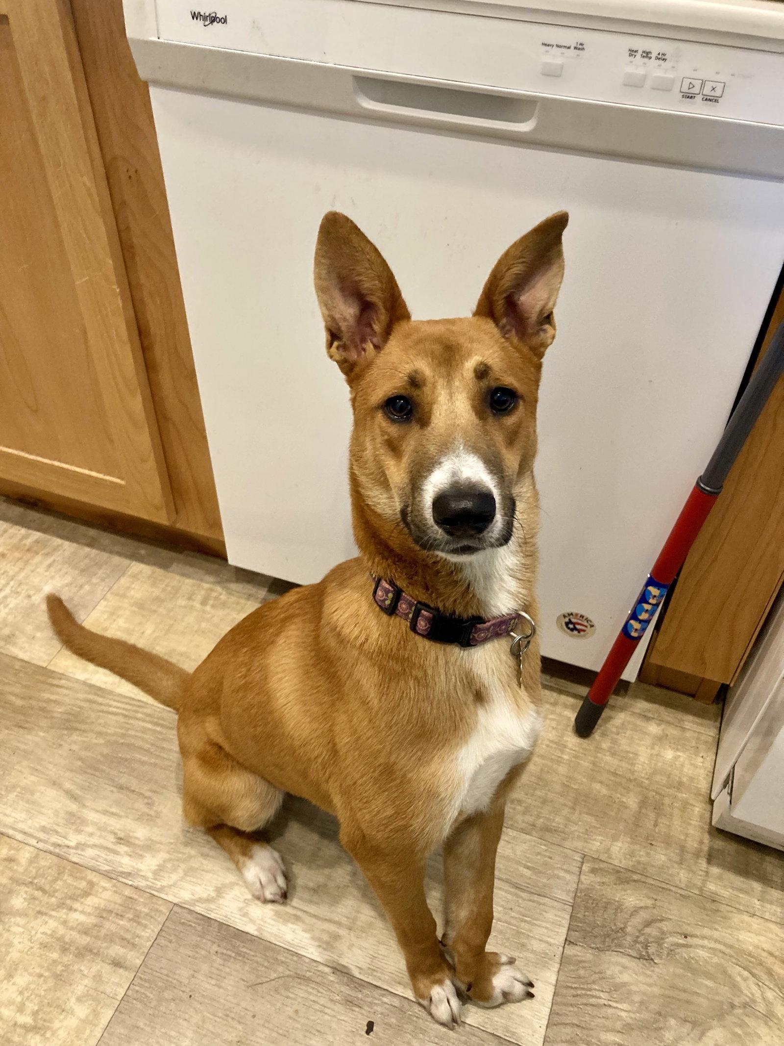 Mosby., a Adoptable mixed breed in San Diego, CA image 2/3