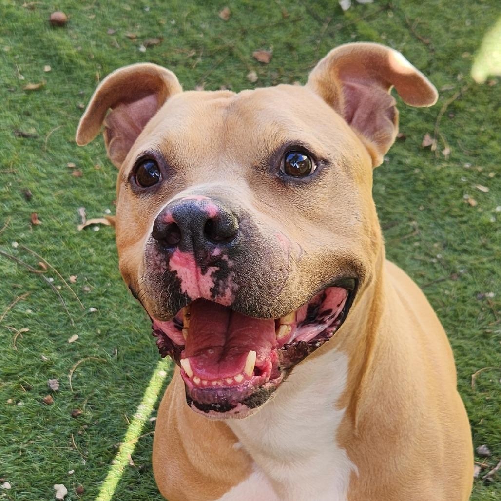 Mason JuM, a Adoptable mixed breed in Jacksonville, FL image 1/6