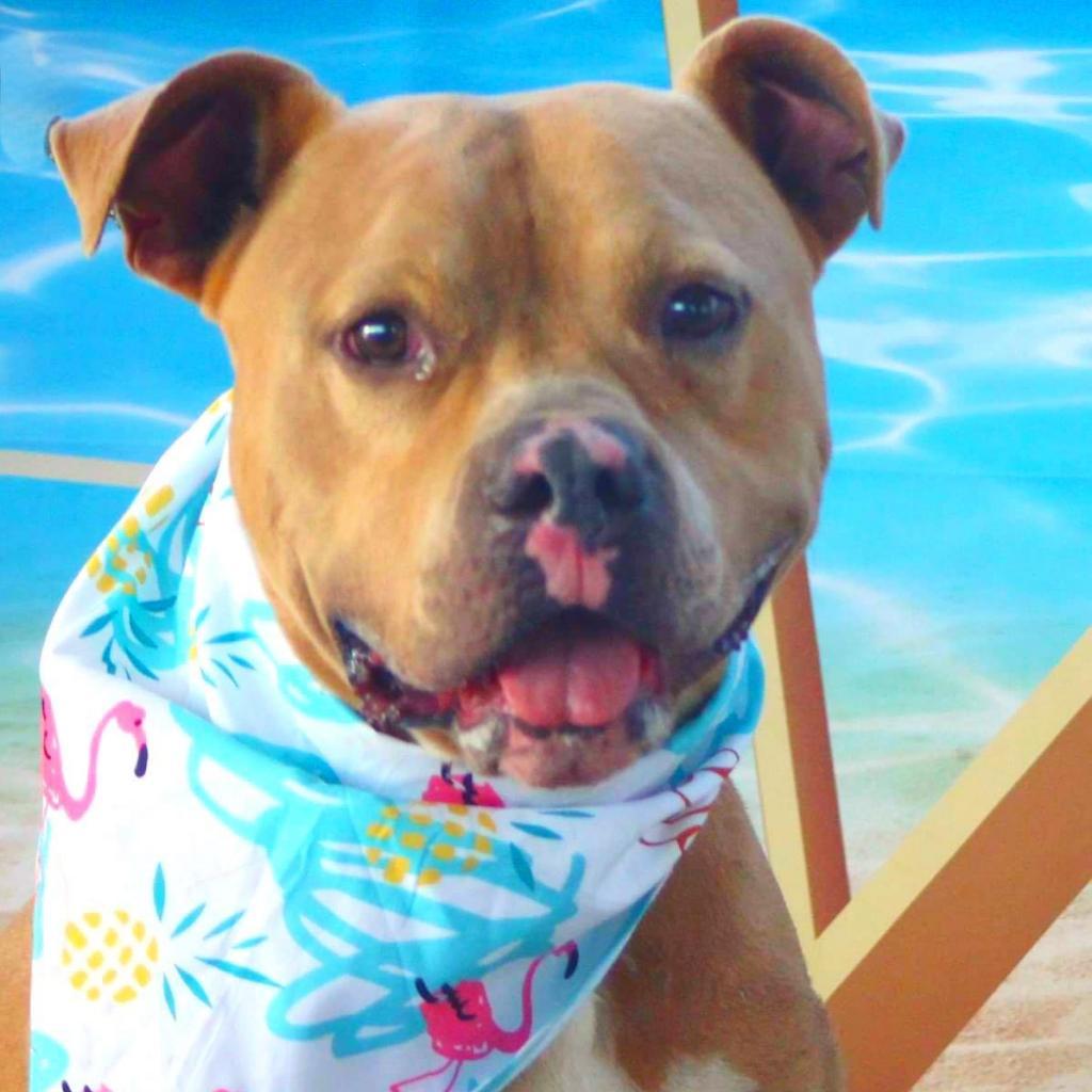 Mason JuM, a Adoptable mixed breed in Jacksonville, FL image 2/6