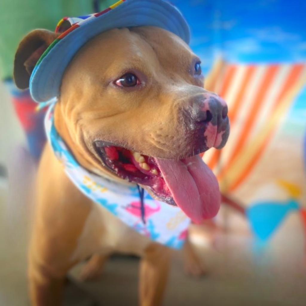 Mason JuM, a Adoptable mixed breed in Jacksonville, FL image 3/6