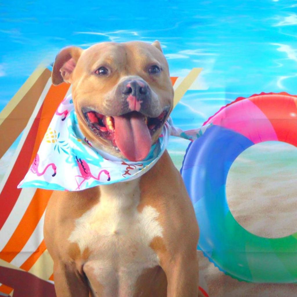 Mason JuM, a Adoptable mixed breed in Jacksonville, FL image 4/6