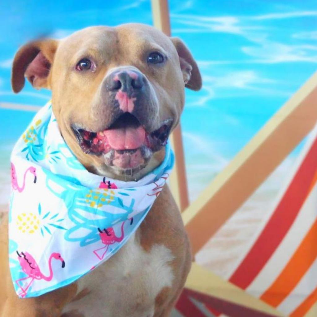 Mason JuM, a Adoptable mixed breed in Jacksonville, FL image 5/6