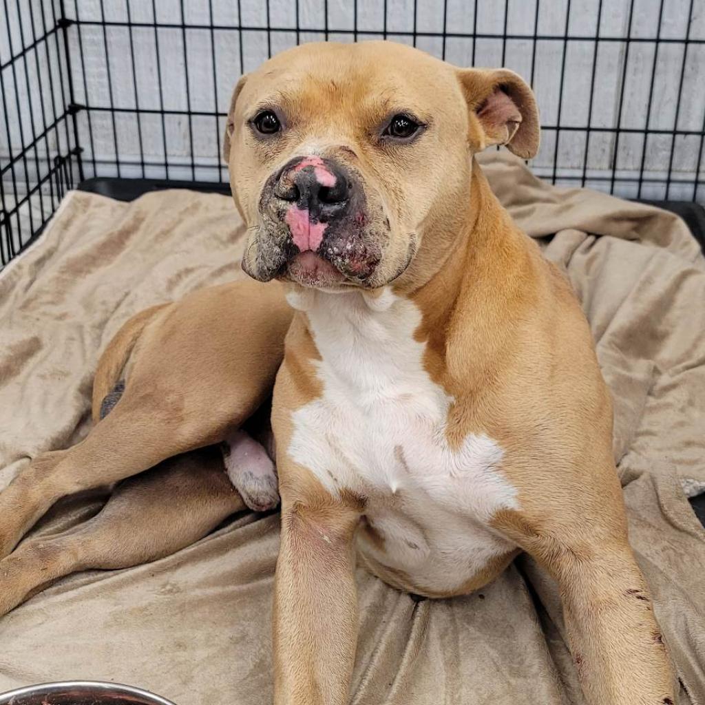 Mason JuM, a Adoptable mixed breed in Jacksonville, FL image 6/6