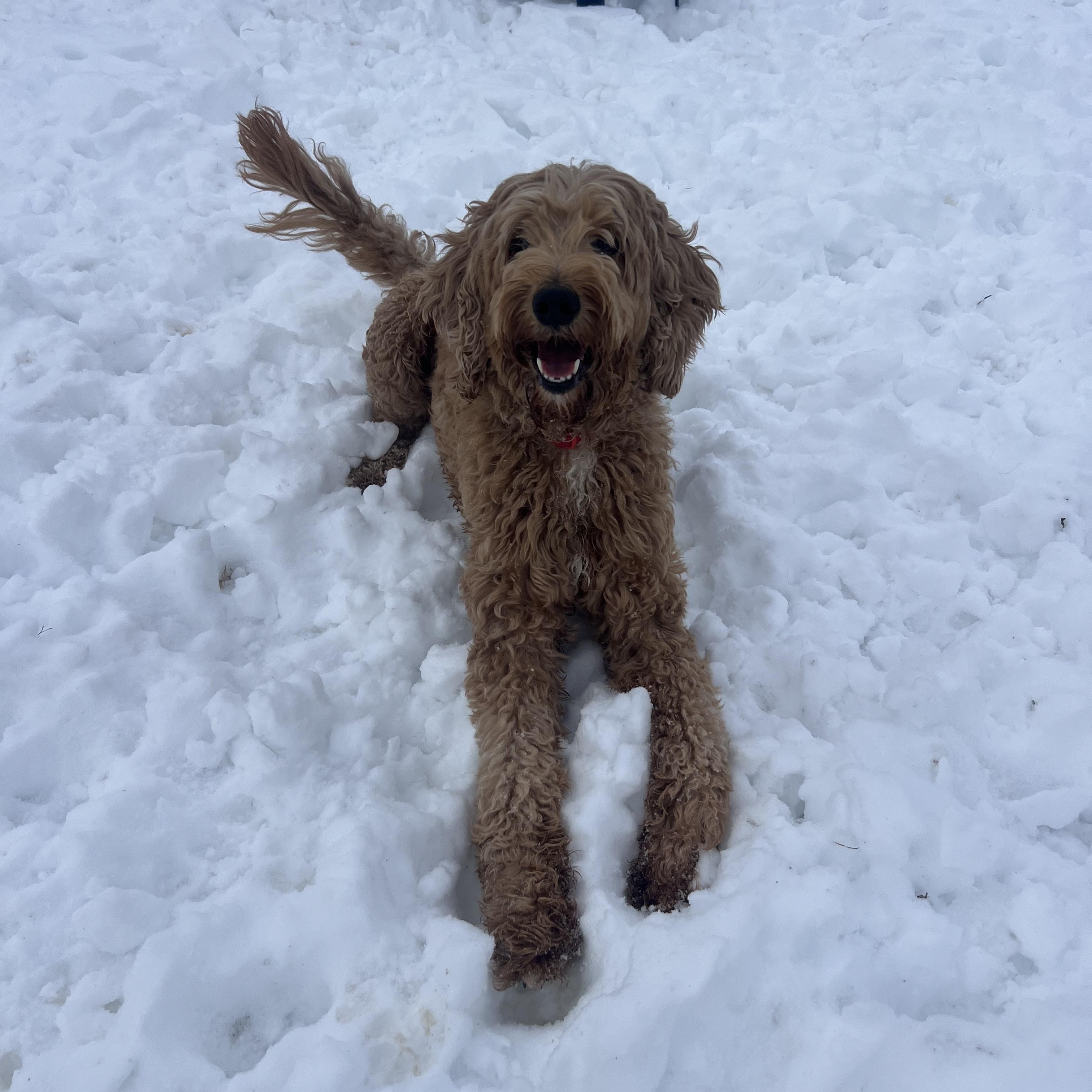 Enlarge Marvel, an adopted Goldendoodle in South Charleston, OH image 2/2