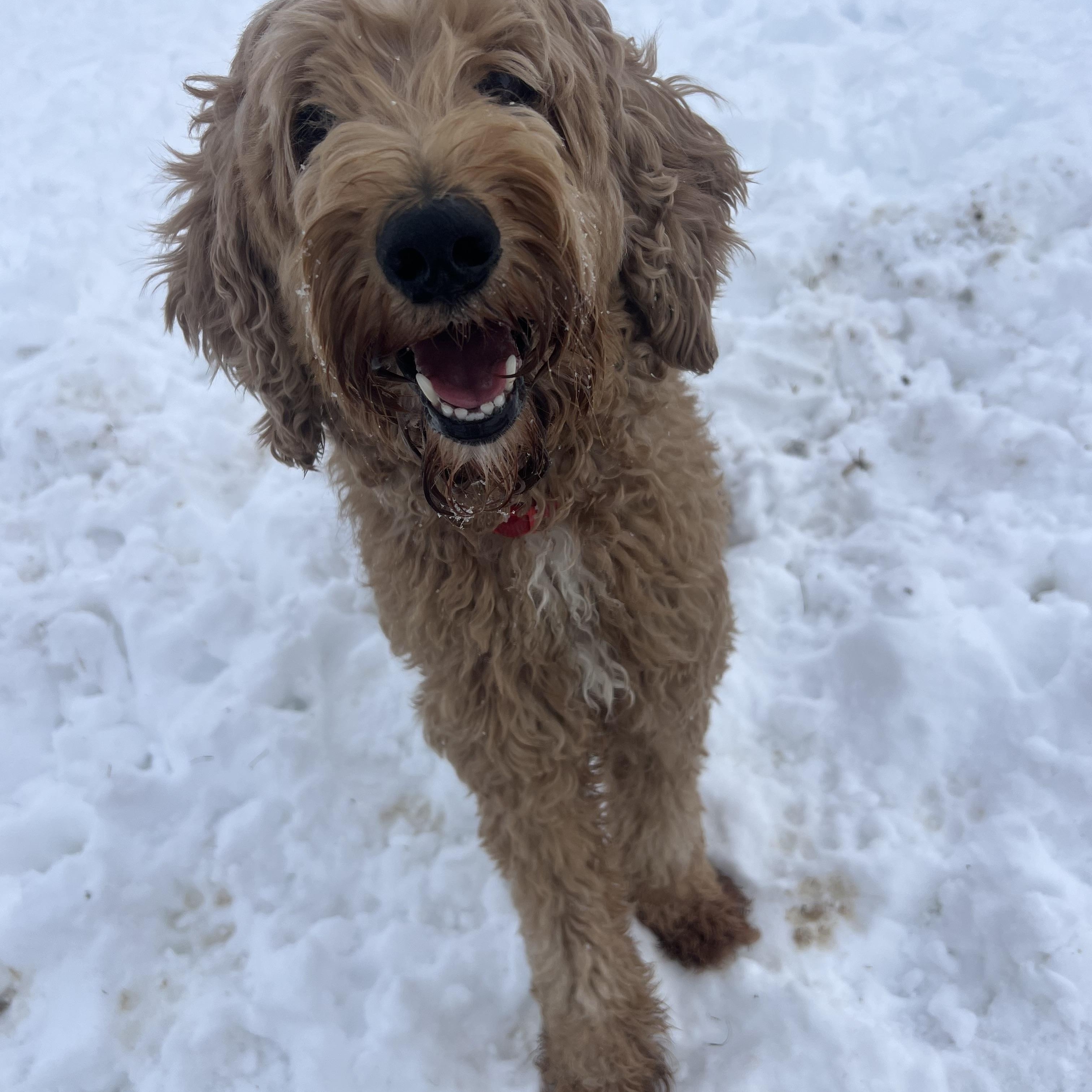 Enlarge Marvel, an adopted Goldendoodle in South Charleston, OH image 1/2