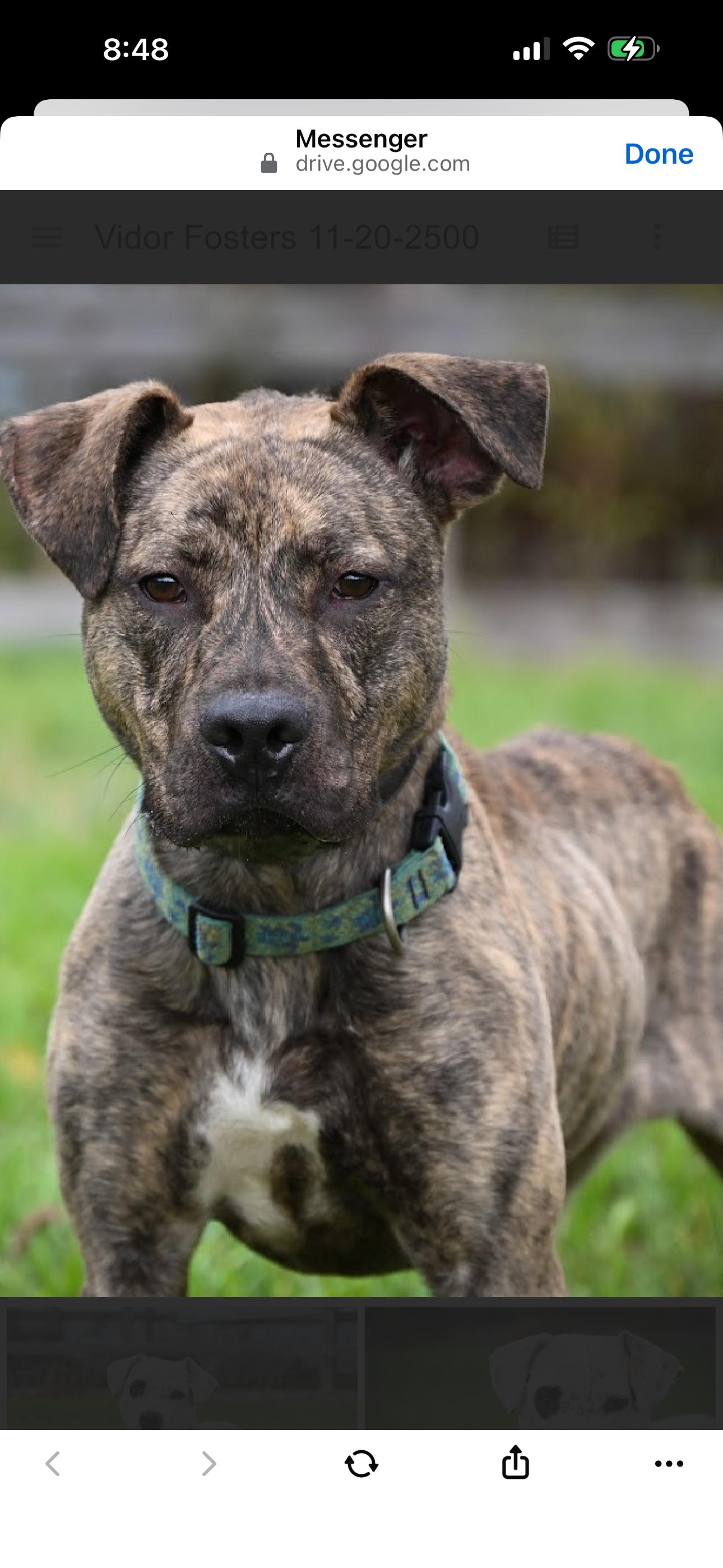 Enlarge Warden, a ADOPTABLE mixed breed in Bronson, TX image 1/6