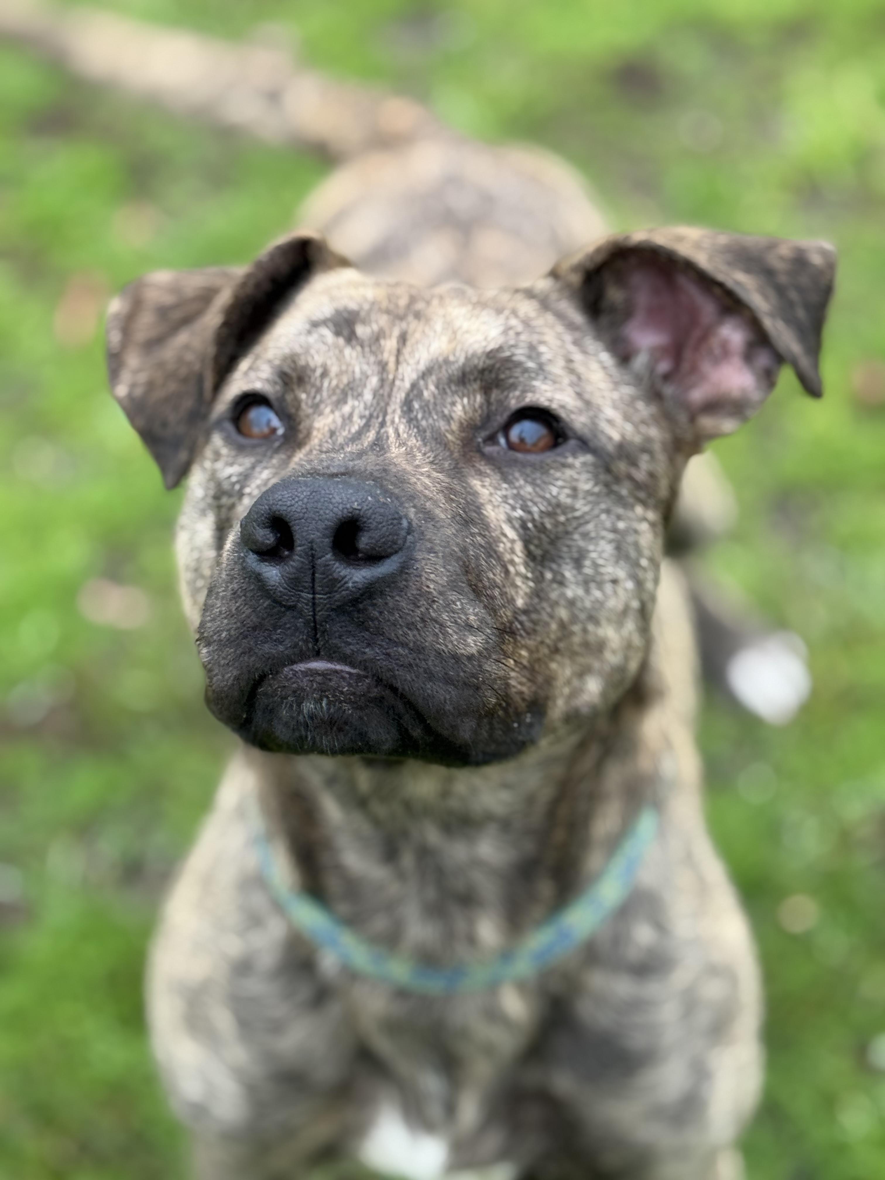 Enlarge Warden, a ADOPTABLE mixed breed in Bronson, TX image 6/6