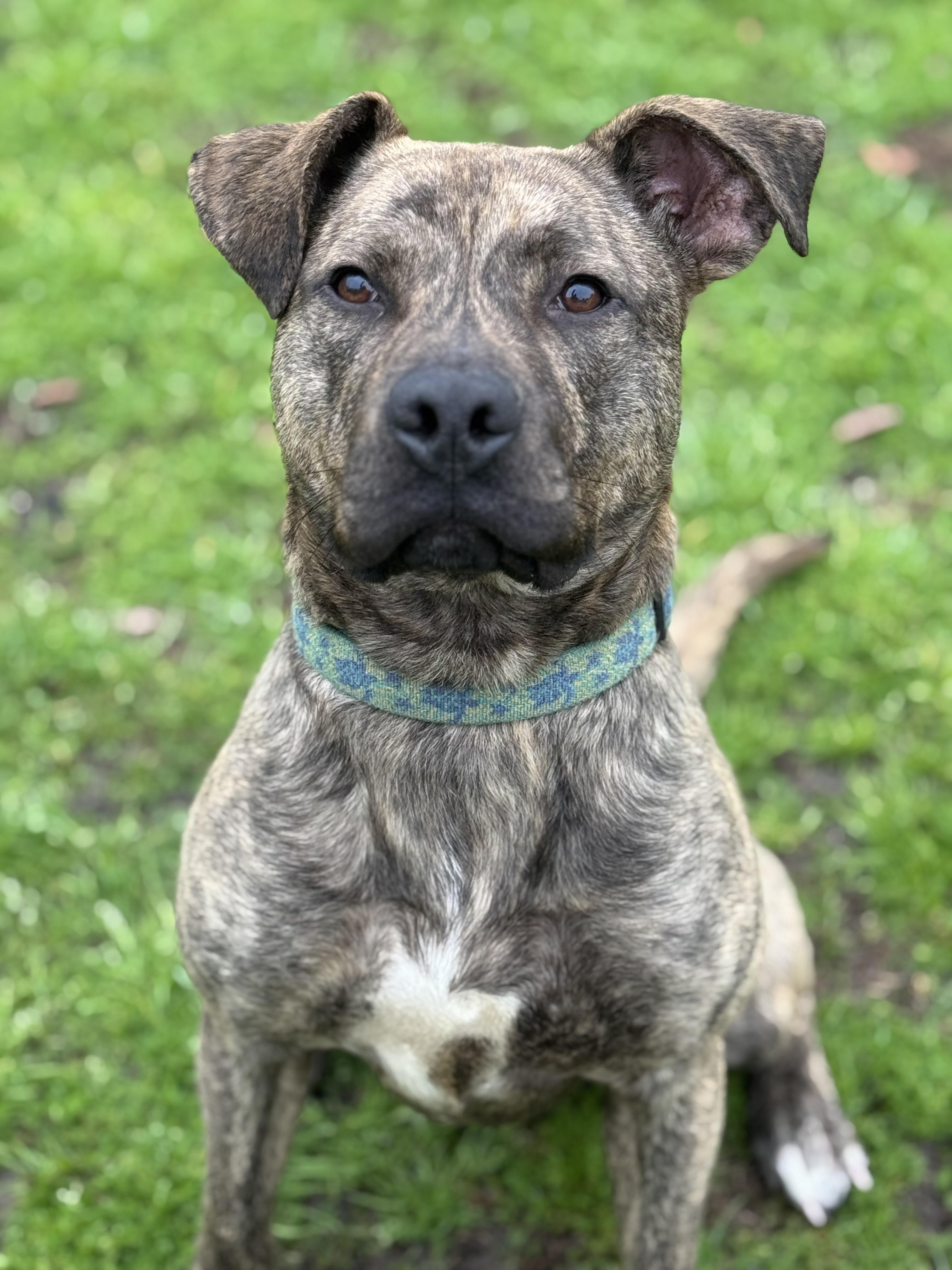 Enlarge Warden, a ADOPTABLE mixed breed in Bronson, TX image 4/6