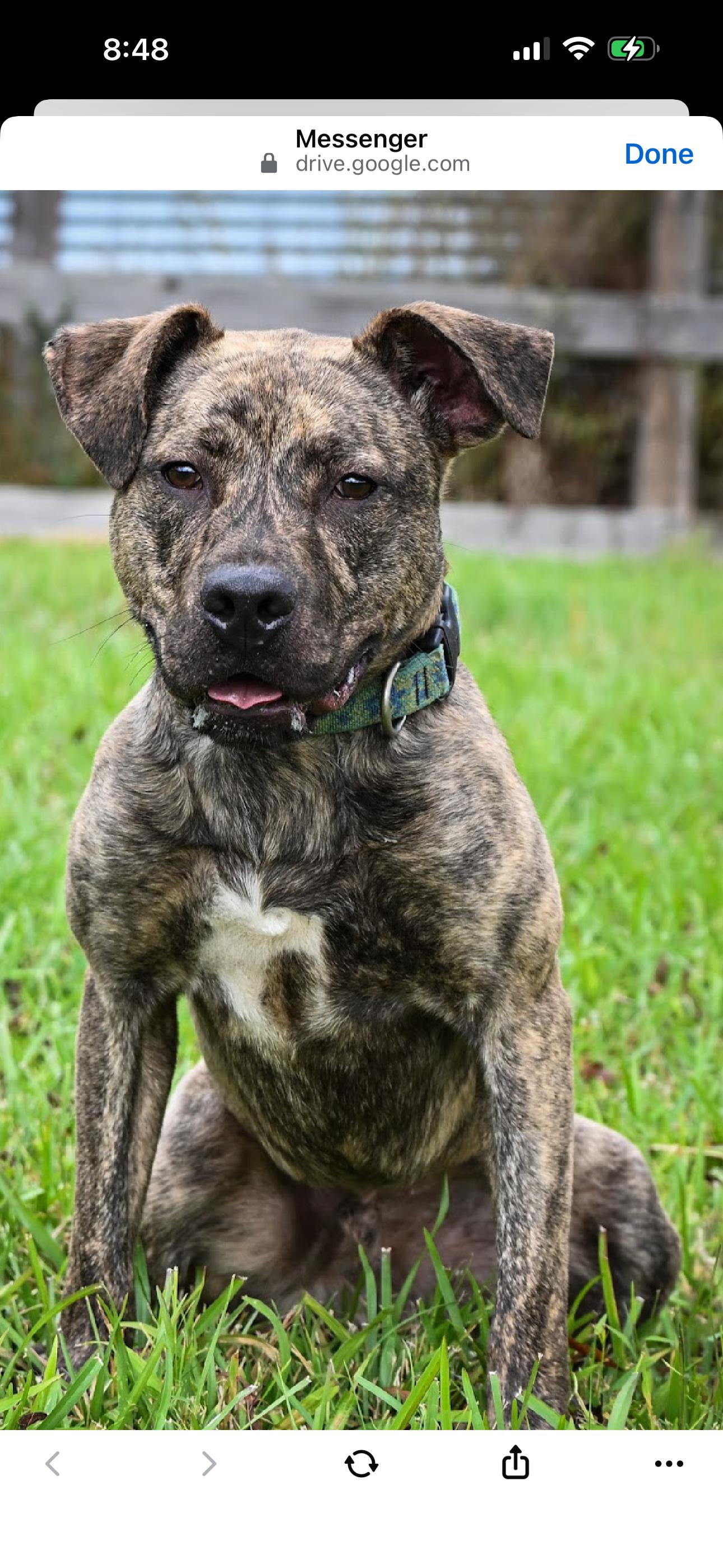 Enlarge Warden, a ADOPTABLE mixed breed in Bronson, TX image 3/6