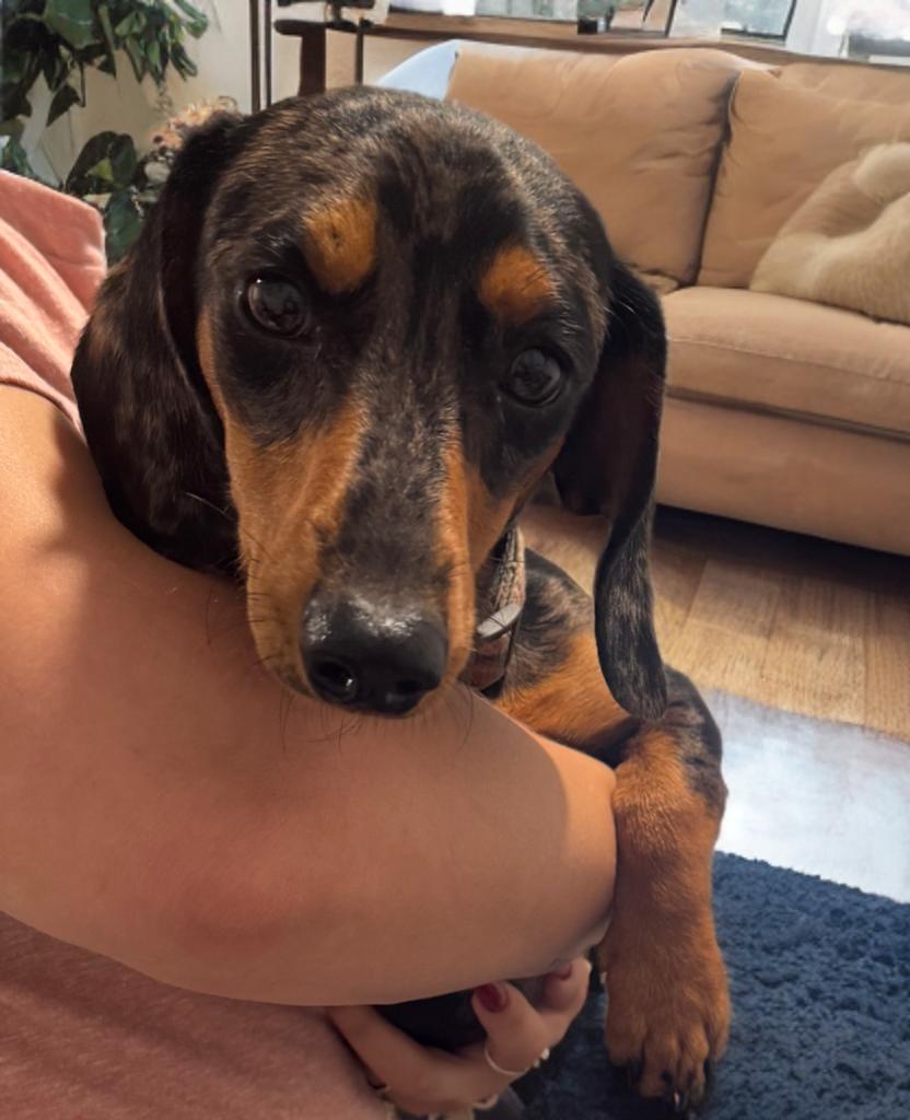 Enlarge Roman, an adopted Dachshund in San Antonio, TX image 2/4