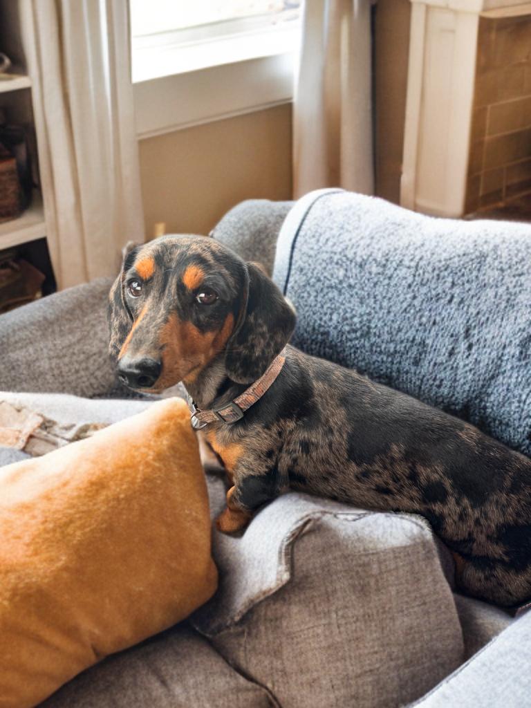Enlarge Roman, an adopted Dachshund in San Antonio, TX image 3/4