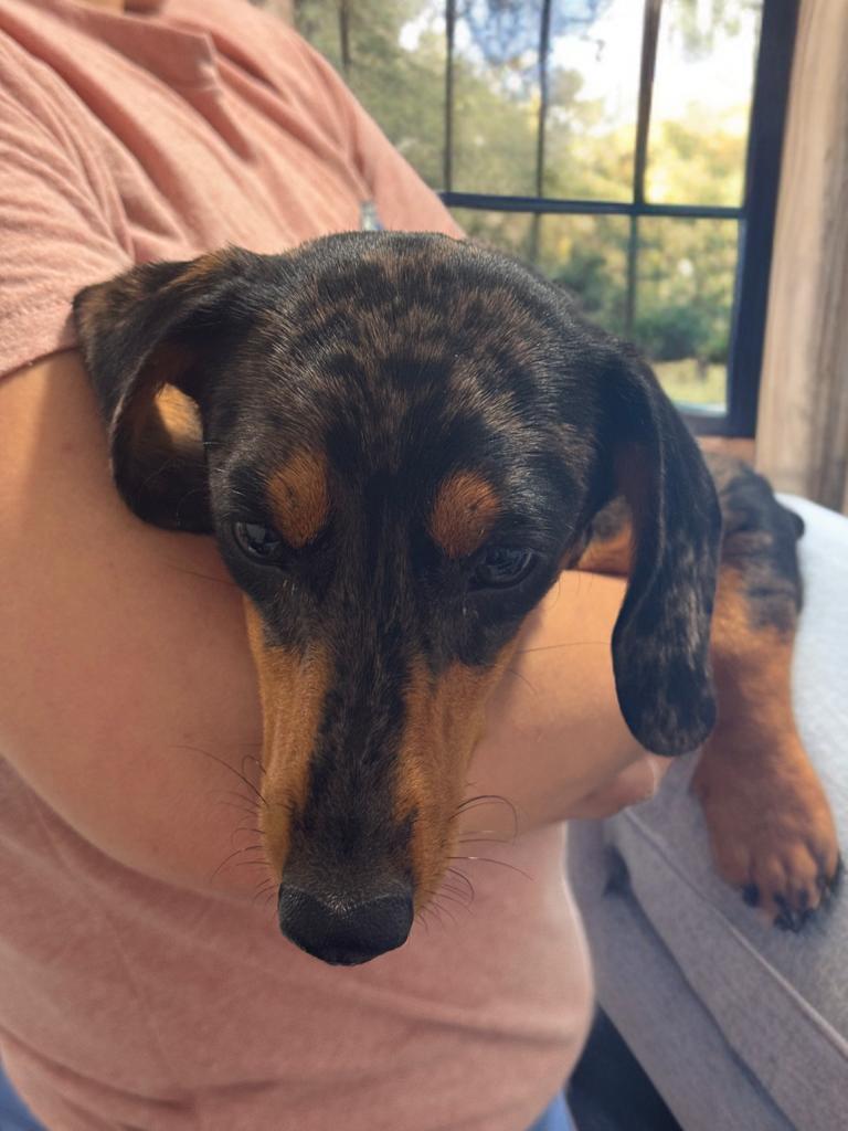 Enlarge Roman, an adopted Dachshund in San Antonio, TX image 4/4