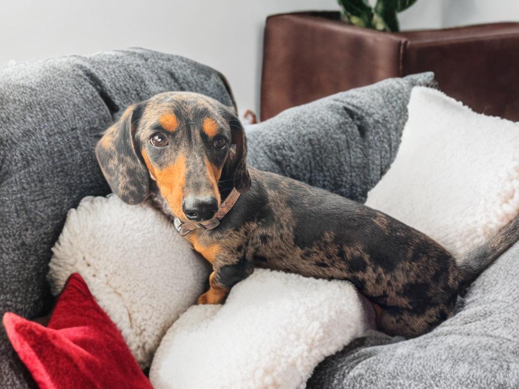 Roman, adopted, Young Male Dachshund.