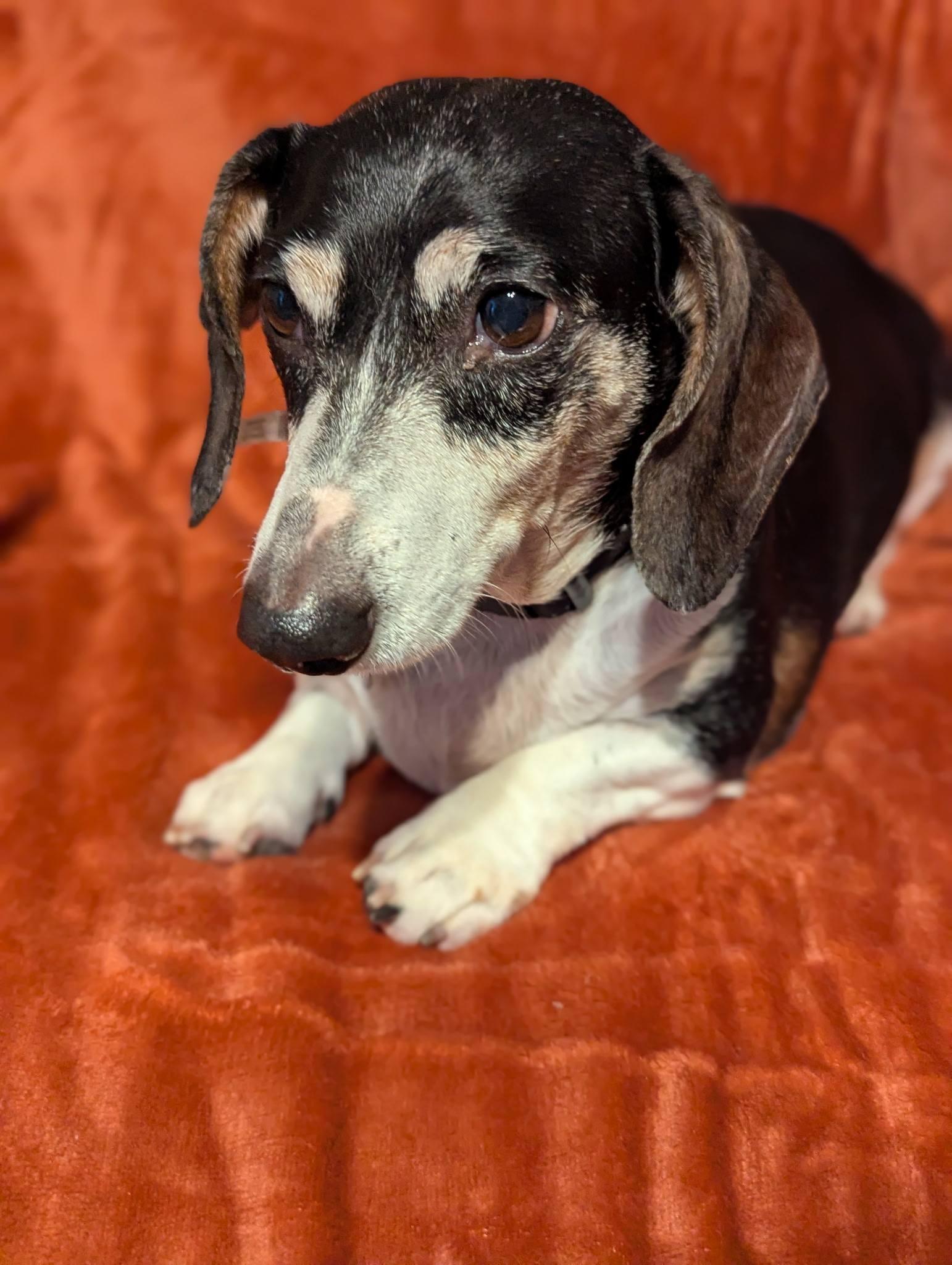 Luke, ADOPTABLE, Adult Male Dachshund.