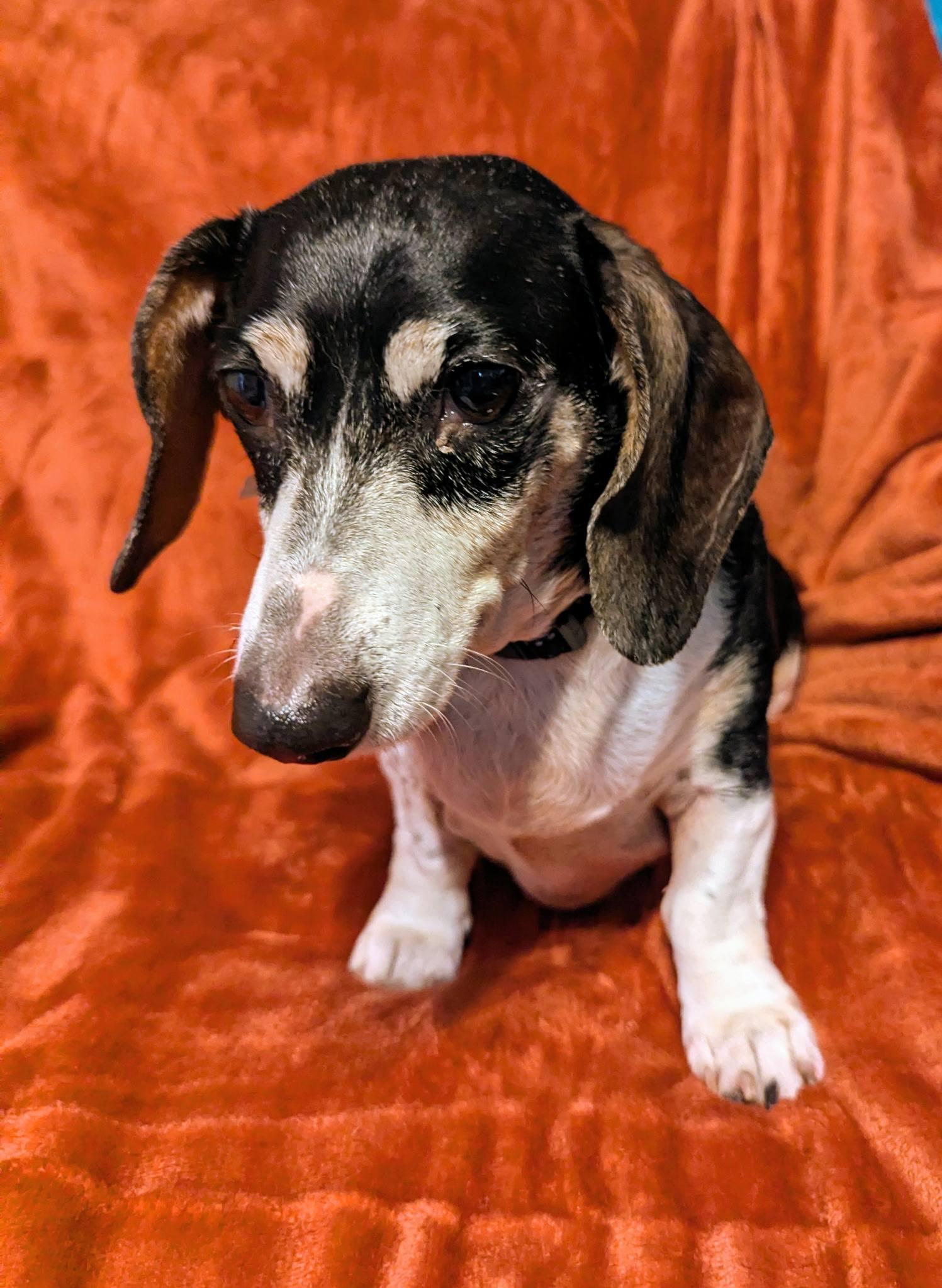 Luke, a ADOPTABLE Dachshund in Plant City, FL image 2/2