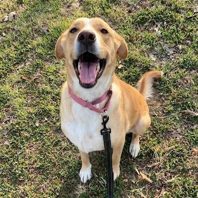 Enlarge Mila, a Adoptable Labrador Retriever in Austin, TX image 1/5