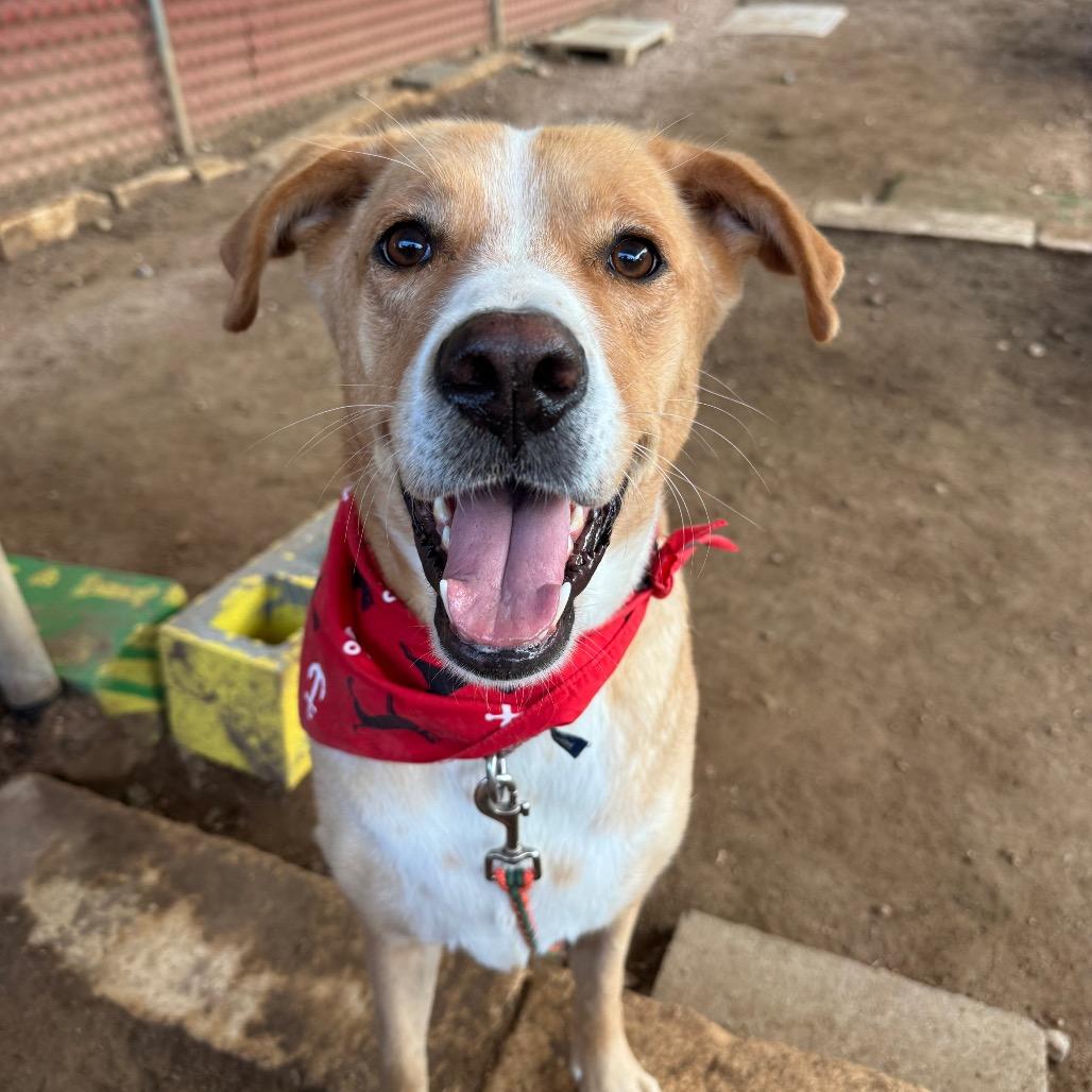Enlarge Mila, a Adoptable Labrador Retriever in Austin, TX image 2/5