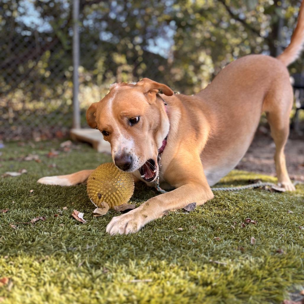 Enlarge Mila, a Adoptable Labrador Retriever in Austin, TX image 3/5