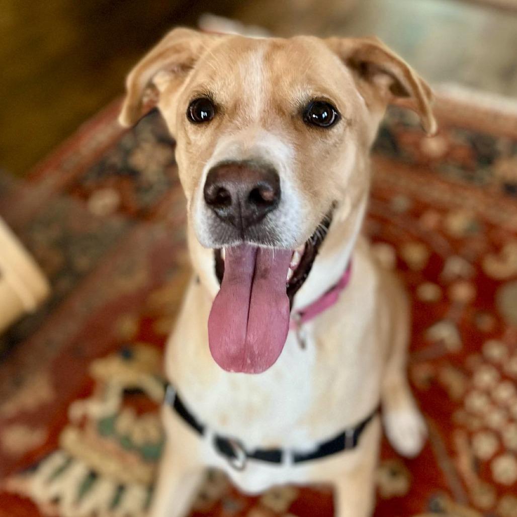 Enlarge Mila, a Adoptable Labrador Retriever in Austin, TX image 4/5