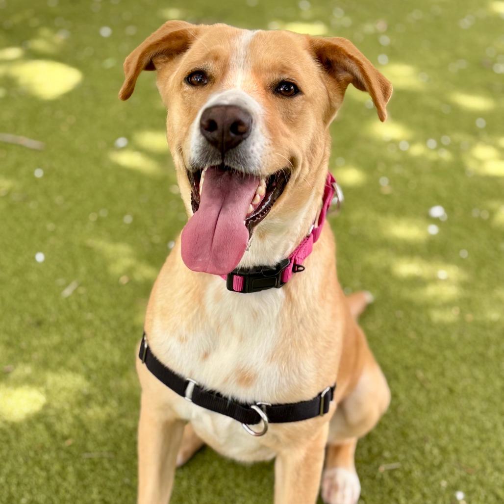 Enlarge Mila, a Adoptable Labrador Retriever in Austin, TX image 5/5
