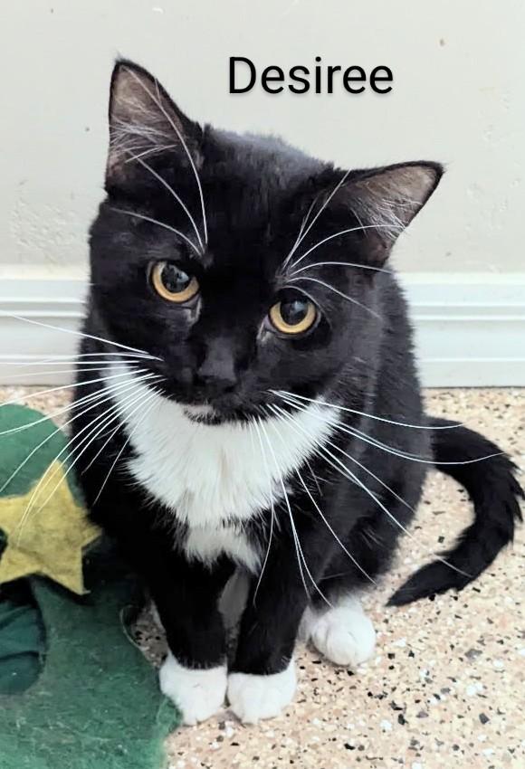 Desiree, Adoptable, Young Female American Shorthair.