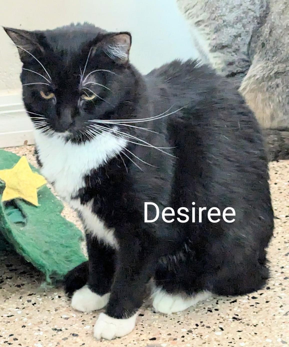 Desiree, a Adoptable American Shorthair image 2/3
