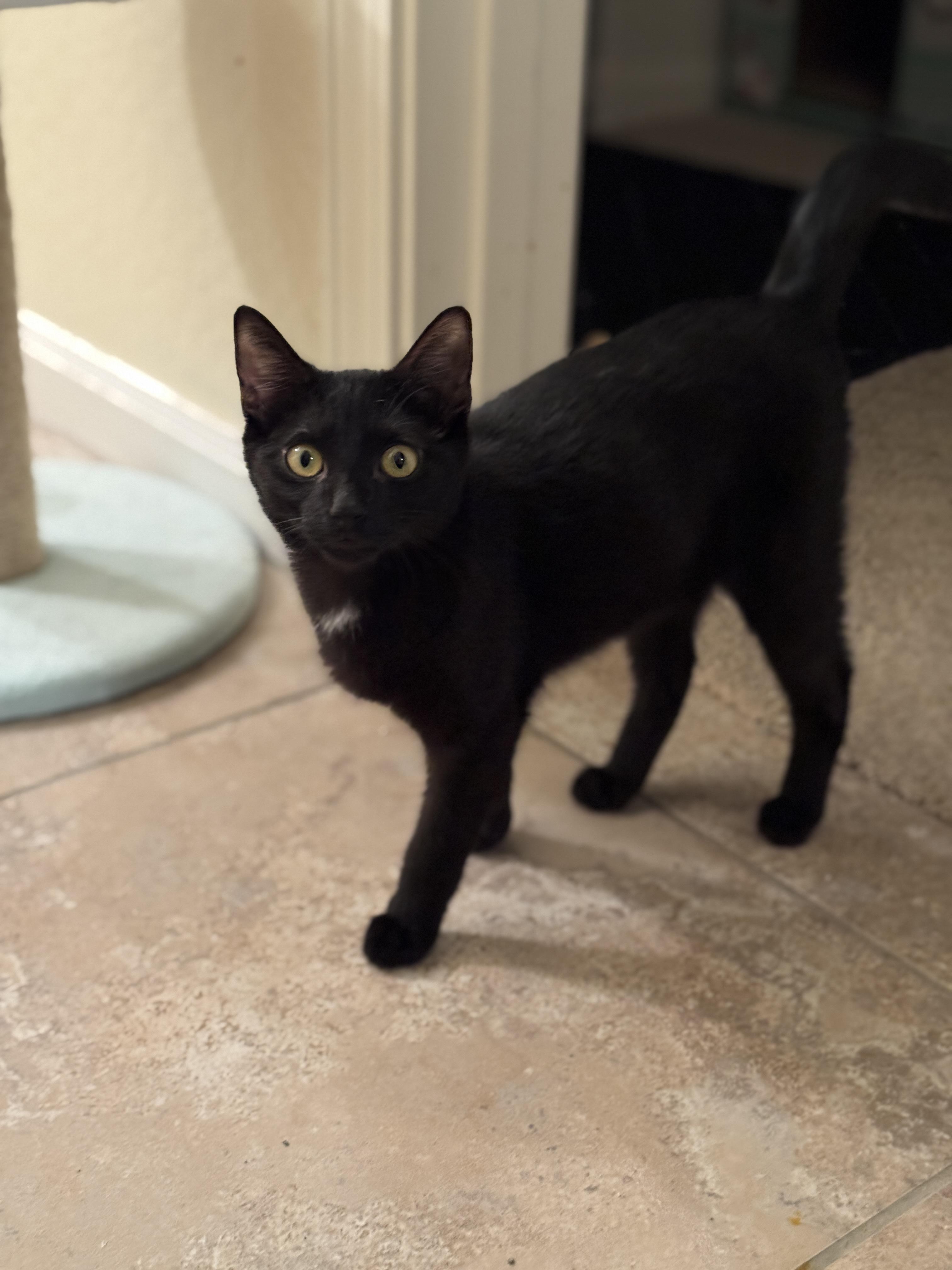 Enlarge Talvi , an adopted mixed breed in Youngtown, AZ image 2/2