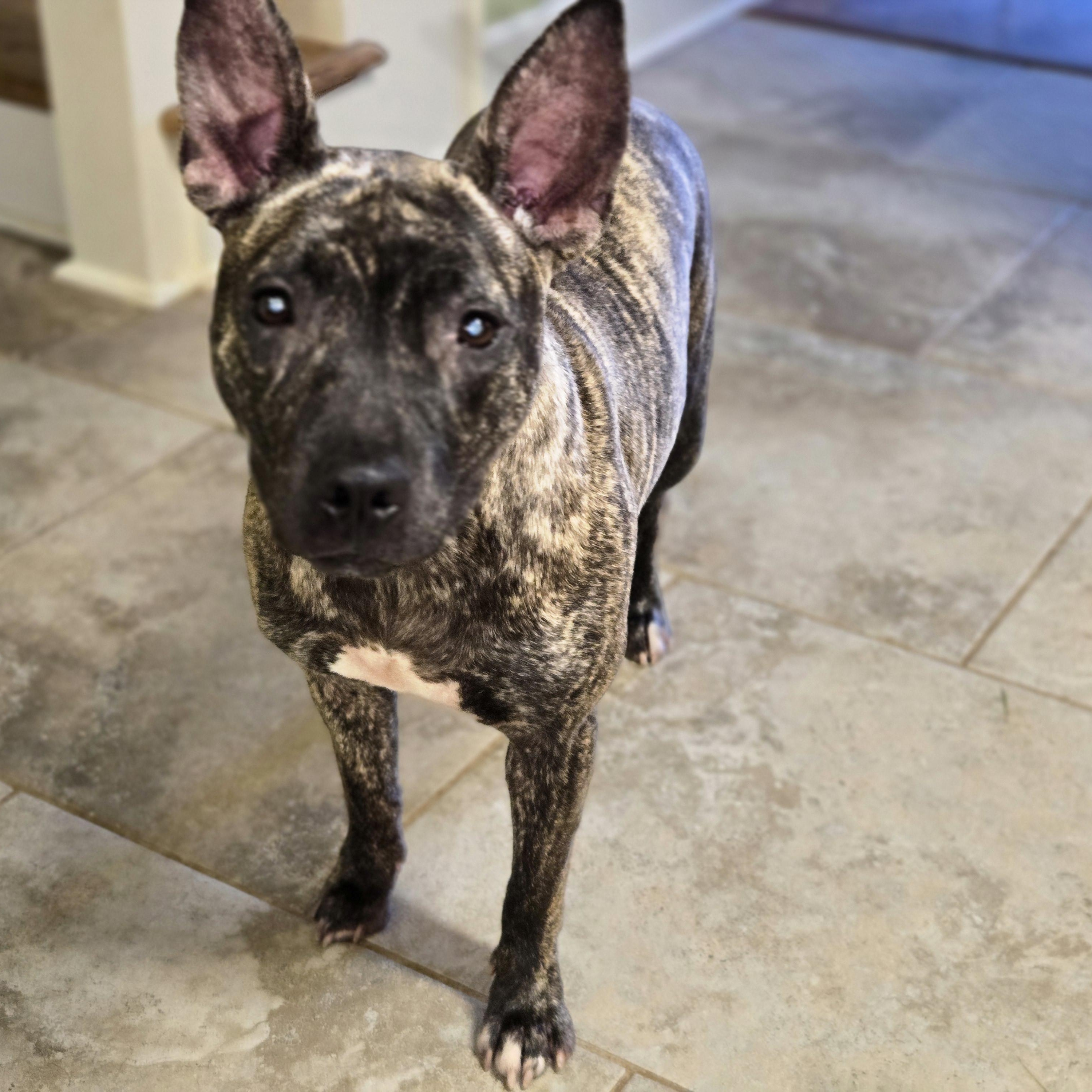 Enlarge Izzy, a Adoptable mixed breed in Raphine, VA image 2/5