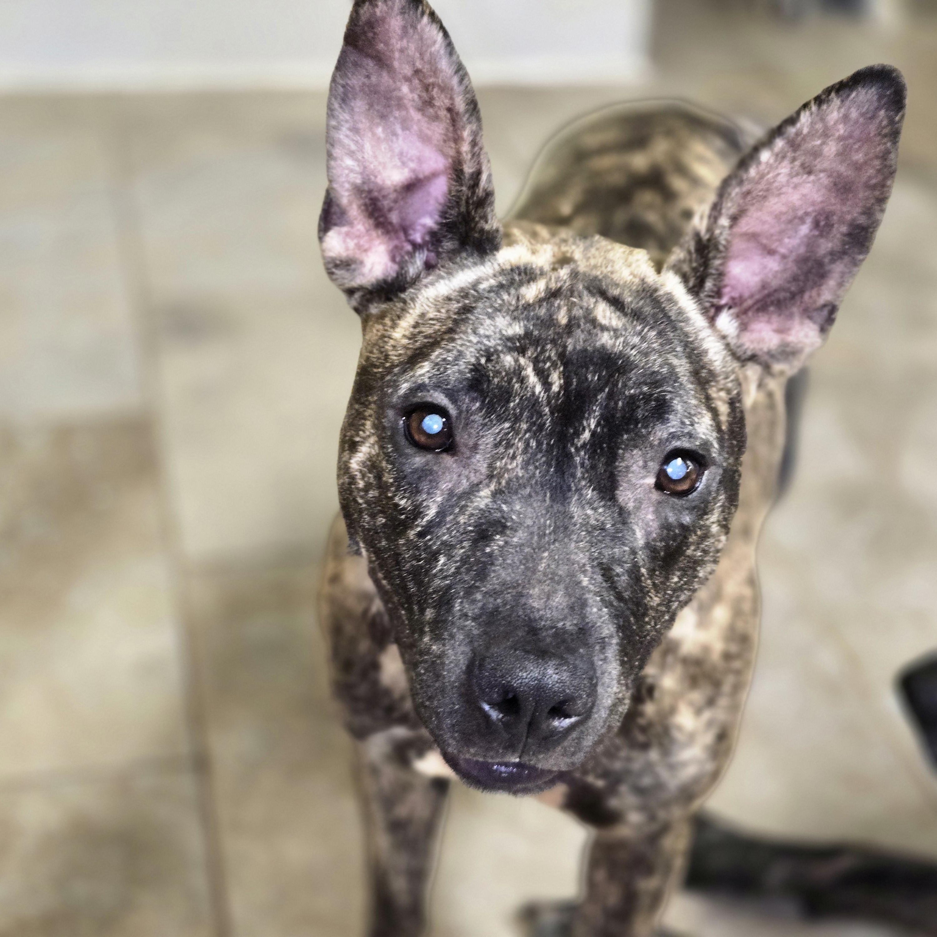 Enlarge Izzy, a Adoptable mixed breed in Raphine, VA image 1/5