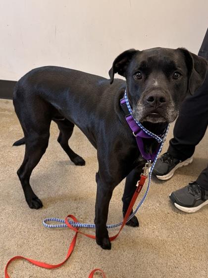 Enlarge Wrigley, an adopted mixed breed in Cleveland, OH image 1/1