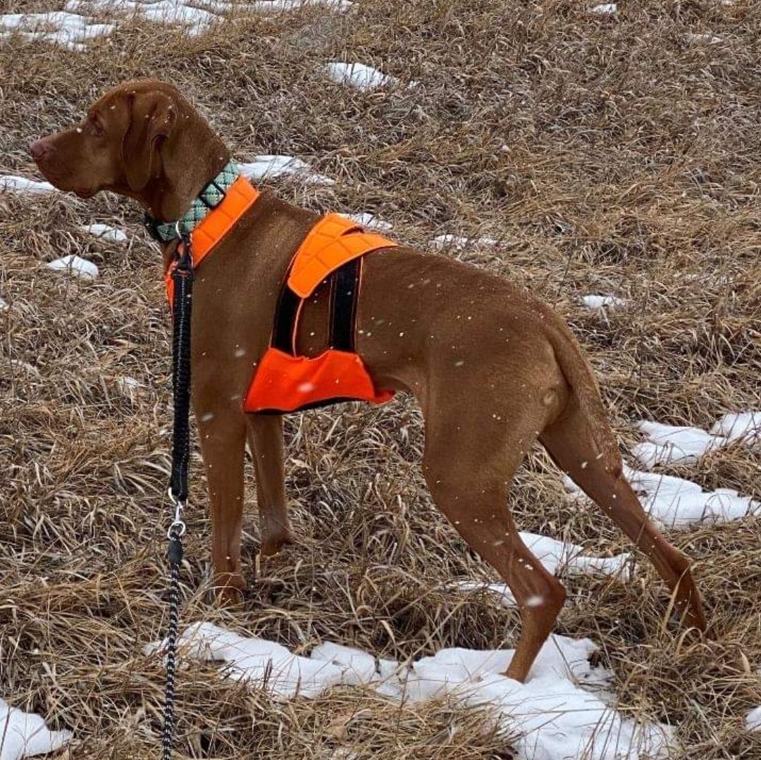 Enlarge Butter, a Adopted Vizsla in Fort Collins, CO image 1/3