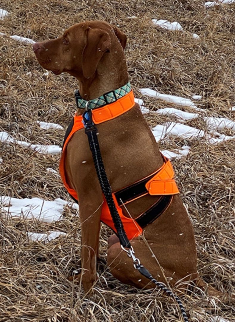 Enlarge Butter, a Adopted Vizsla in Fort Collins, CO image 2/3