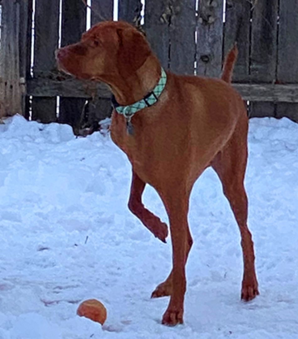Enlarge Butter, a Adopted Vizsla in Fort Collins, CO image 3/3