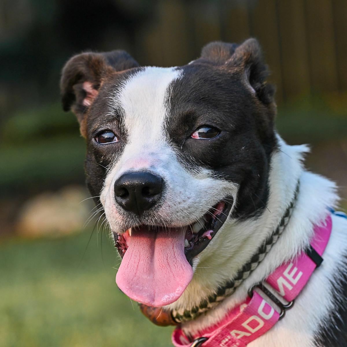 Starsky, adopted, Adult Male Terrier.