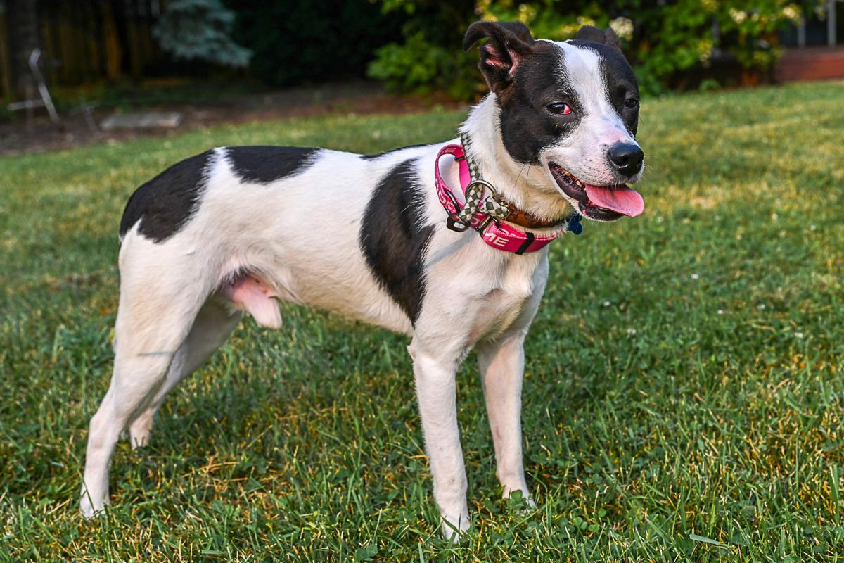 Starsky, an adopted mixed breed in Arlington Heights, IL image 2/2