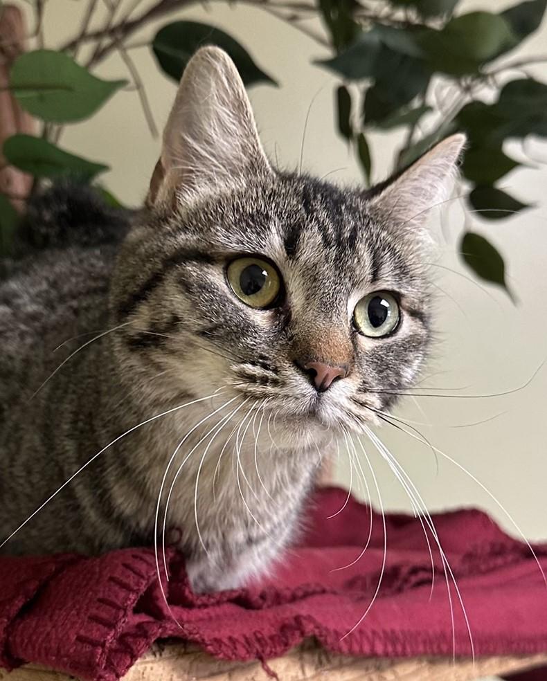 Tess, a Adoptable Domestic Short Hair in Hastings, NE image 1/4