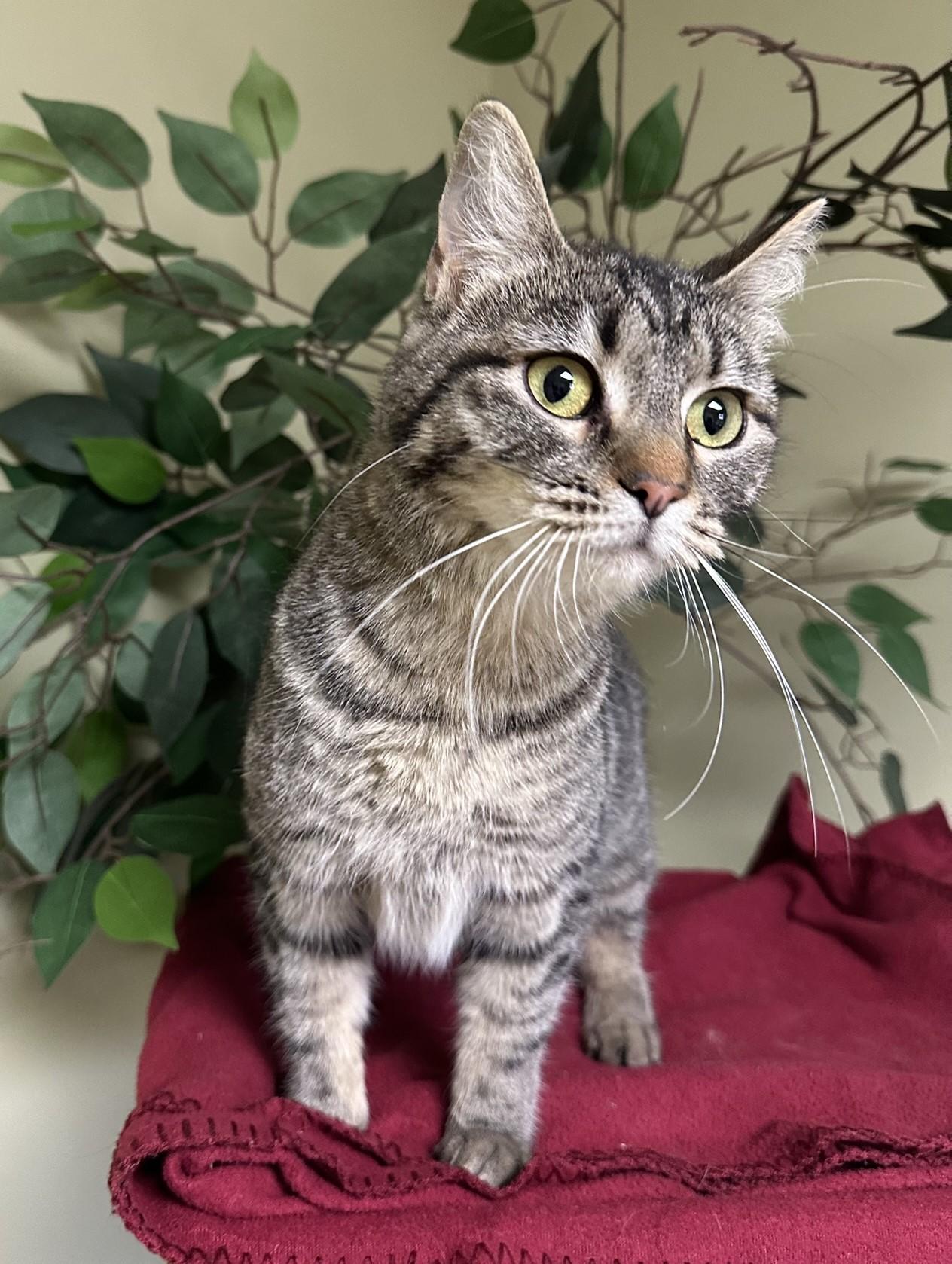 Tess, a Adoptable Domestic Short Hair in Hastings, NE image 2/4