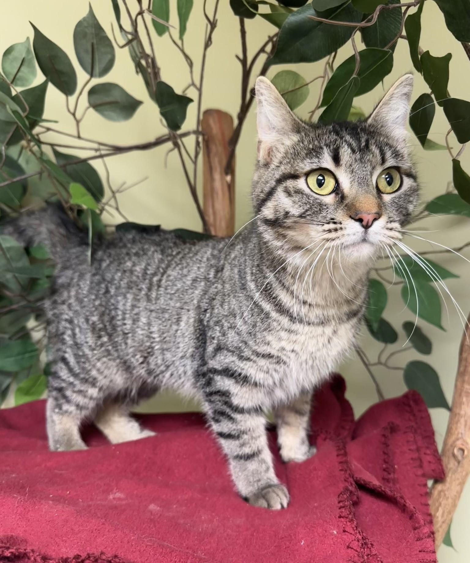 Tess, a Adoptable Domestic Short Hair in Hastings, NE image 3/4